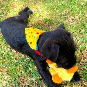 Dog bandanas, double sided, handmade by my label